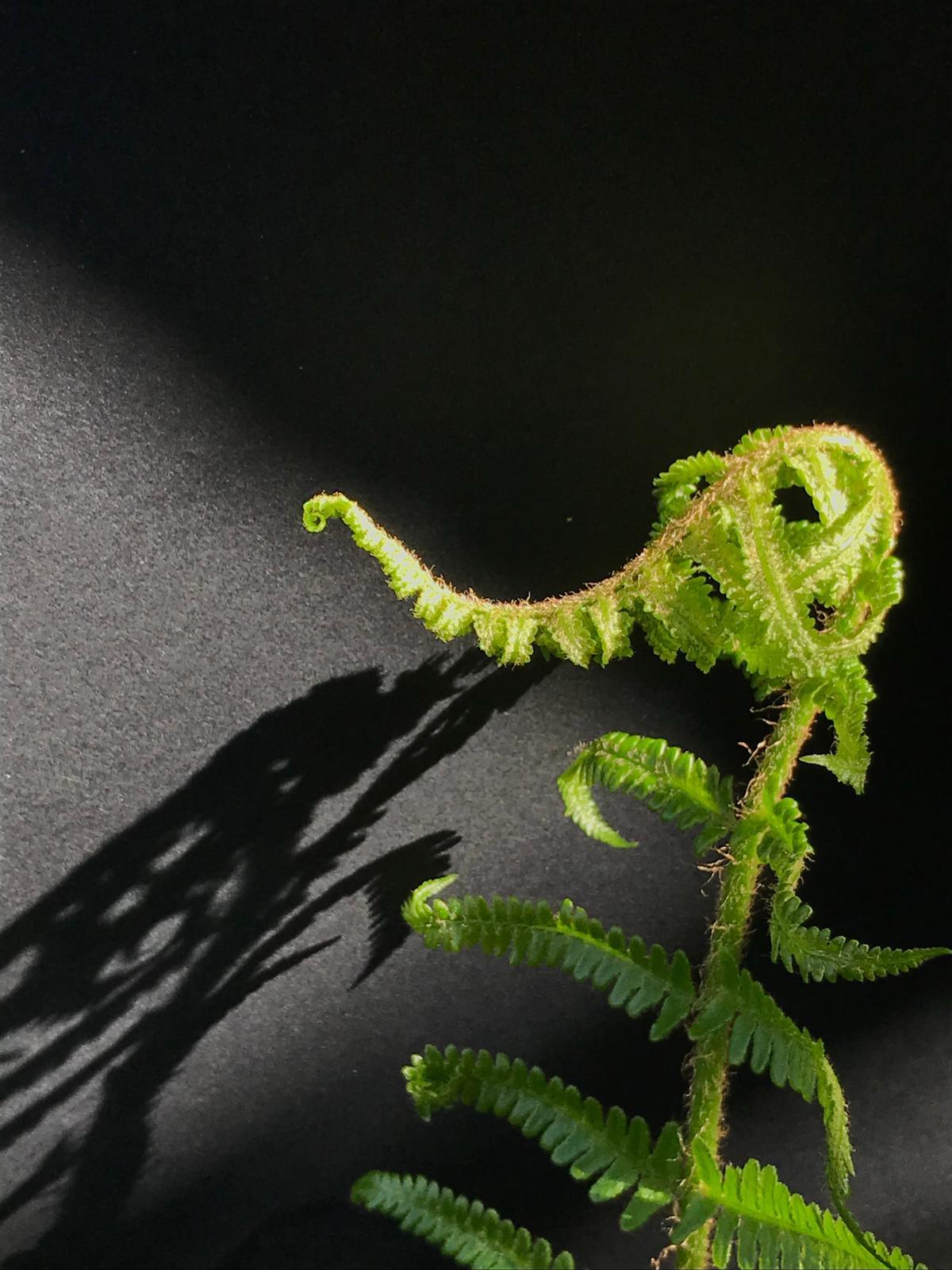Fern - therapeutic nature imagery